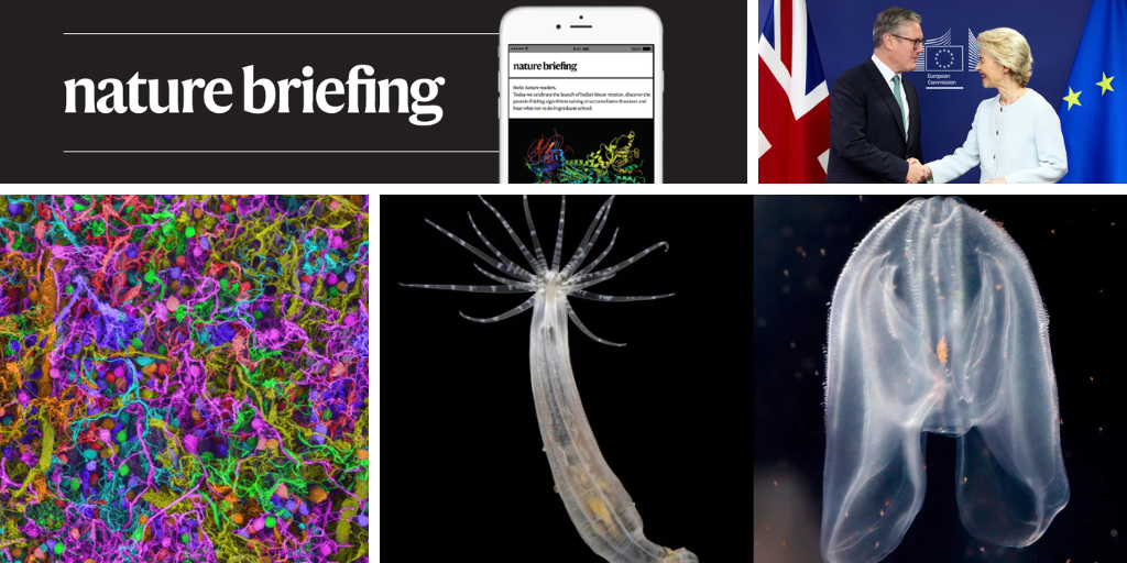 Daily briefing: The brain builds a sentence neuron by neuron 图片 1