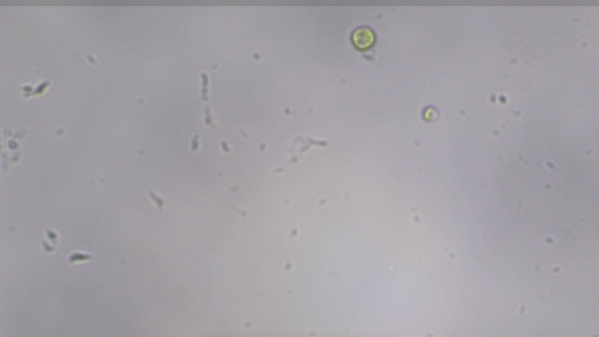 Algae Safety In Home Experiments: Thinking about risk for good practice 图片 1