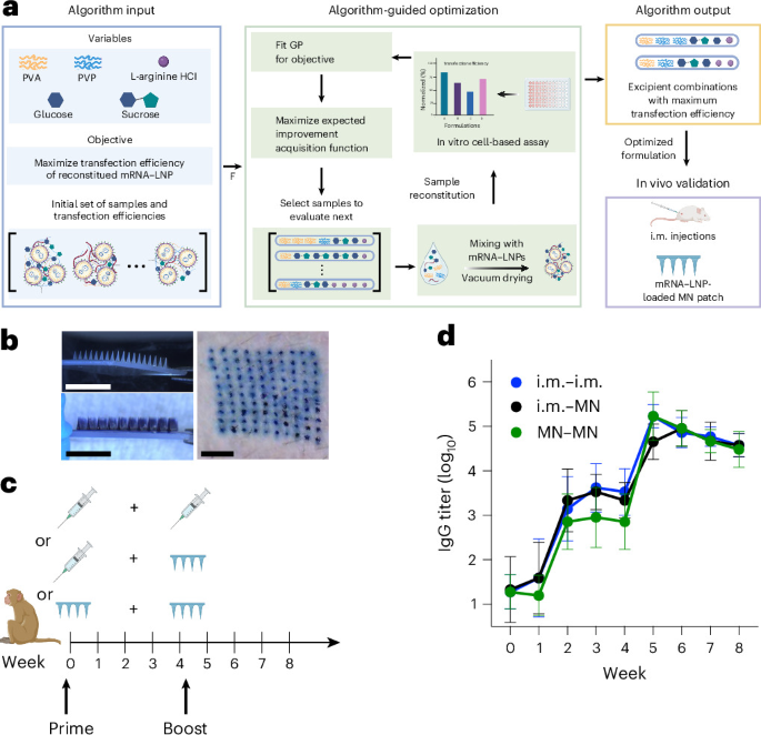 AI 引导的热稳定 mRNA 疫苗优化 图片 1