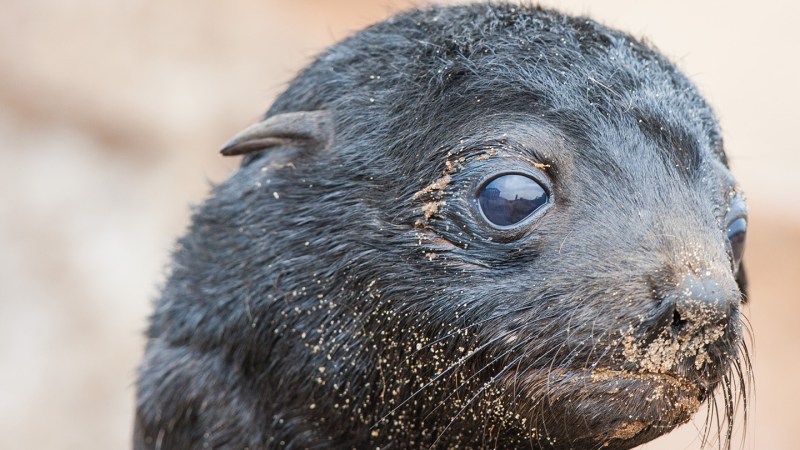 Seals’ amphibious hearing developed a long, long time ago 图片 1