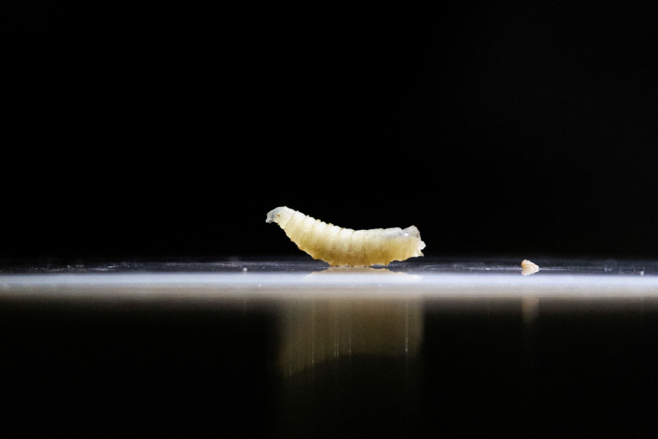What to know about screwworm in Texas 图片 1