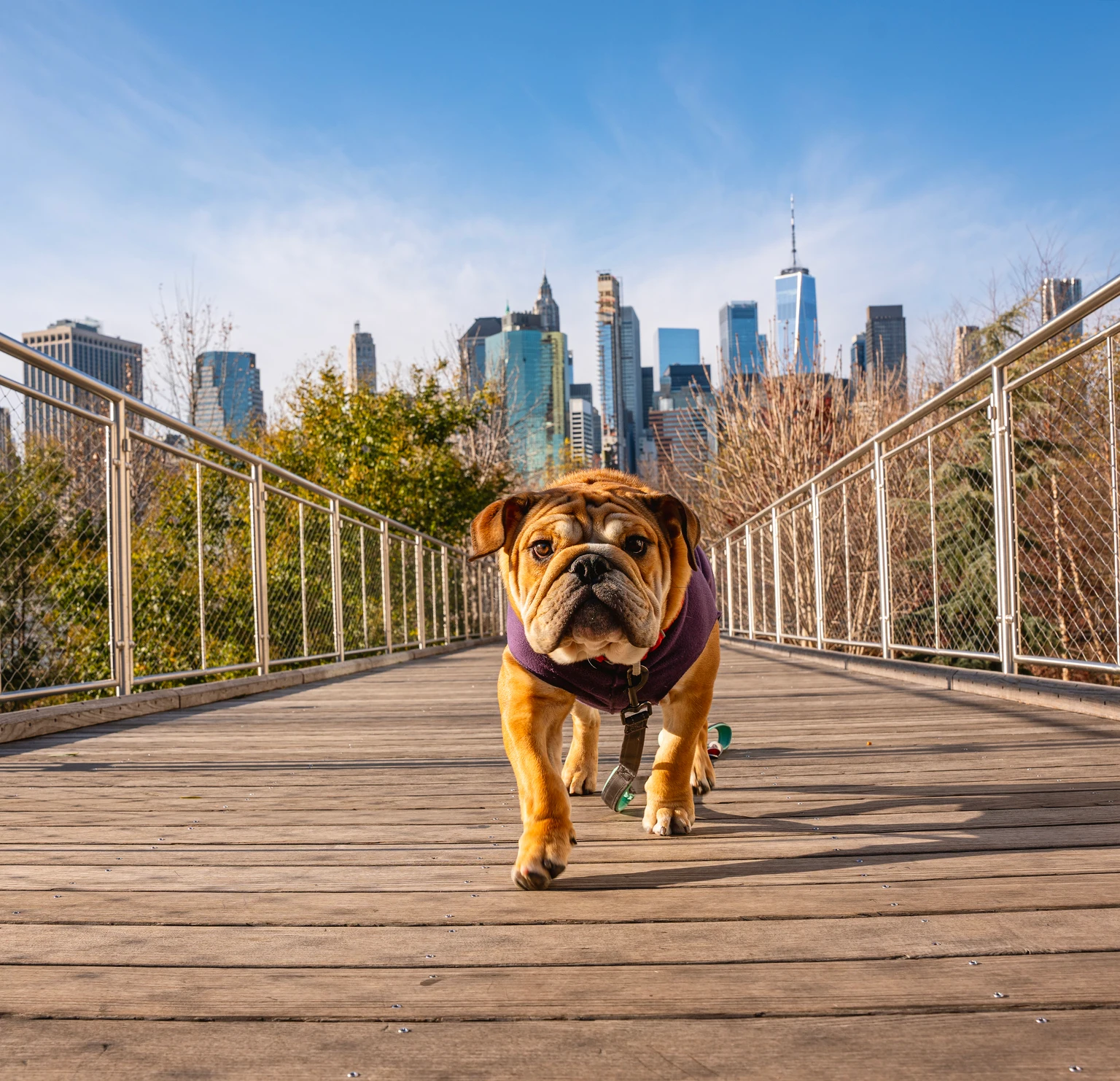 The June Dog Of The Dow To Buy 图片 1