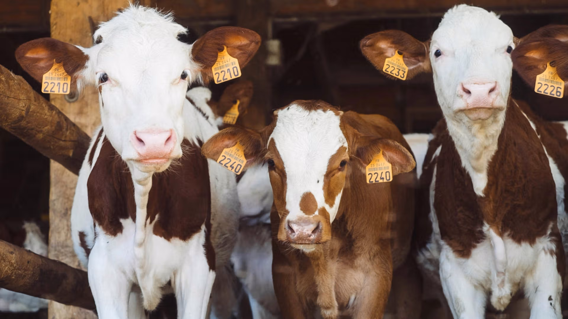 Brazilian farmers tokenized dairy cows to get loans, bypassing bank limits 图片 1