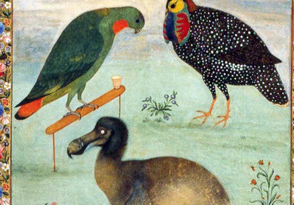 Using Opus 5.5 to discover a new eyewitness record of the dodo 图片 1