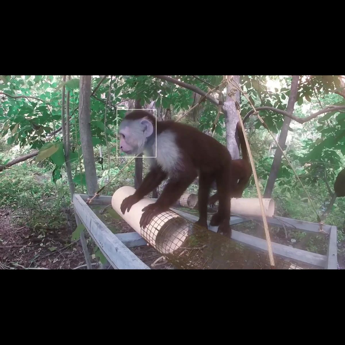 AI opens new era in cognitive studies of wild primates 图片 1