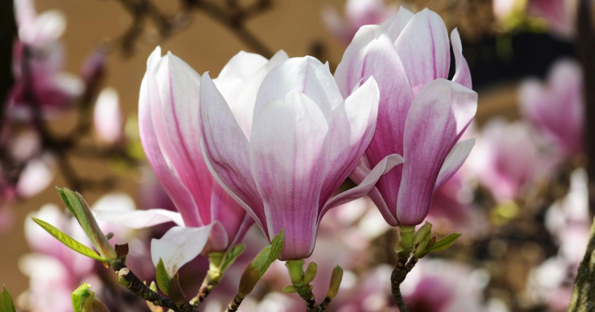 Magnolias Are So Old That They're Pollinated by Beetles, Not Bees 图片 1