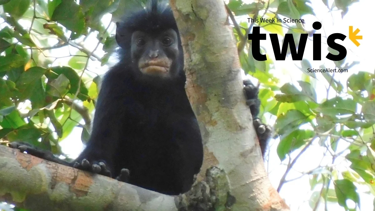 This Week in Science: Tiny T. Rexes, a New Monkey Species, And More! 图片 1