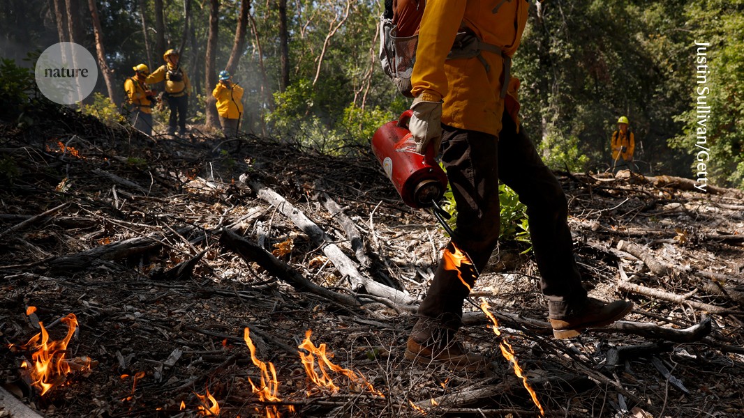 Fiery data hint that controlled forest fires benefit human health 图片 1