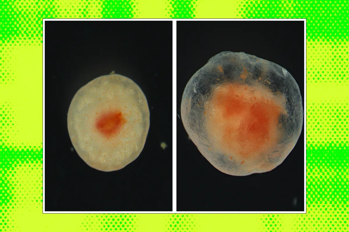 Scientists Intrigued by Chunk of Flesh That Refuses to Die After Several Years 图片 1