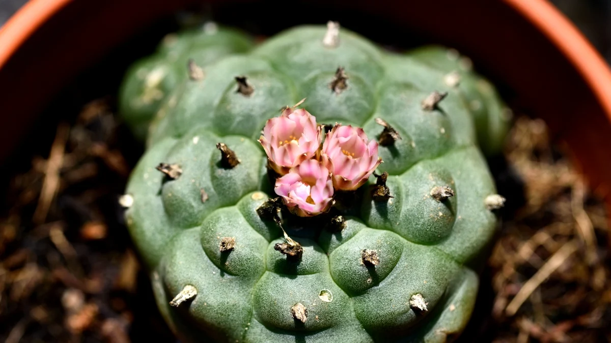 One of The Oldest Psychedelics Just Had Its Brain Effects Mapped For The First Time 图片 1