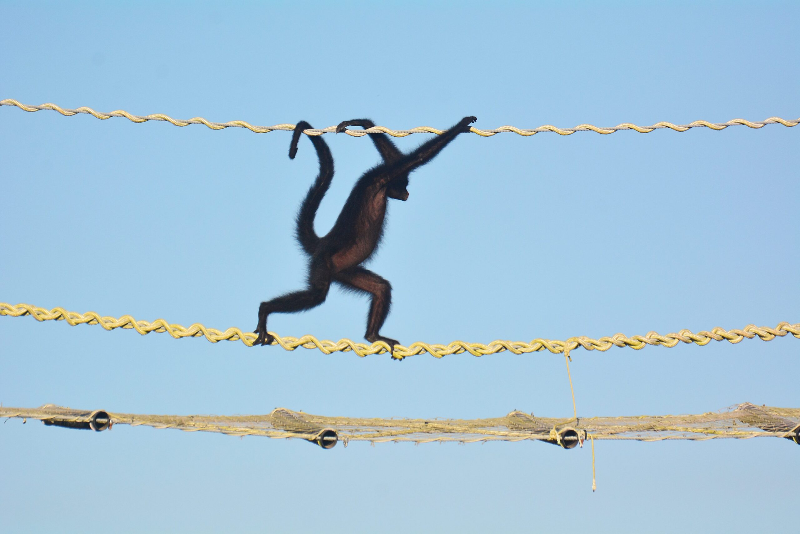 Zero roadkill as Amazon canopy bridges secure 15,000 crossings 图片 1