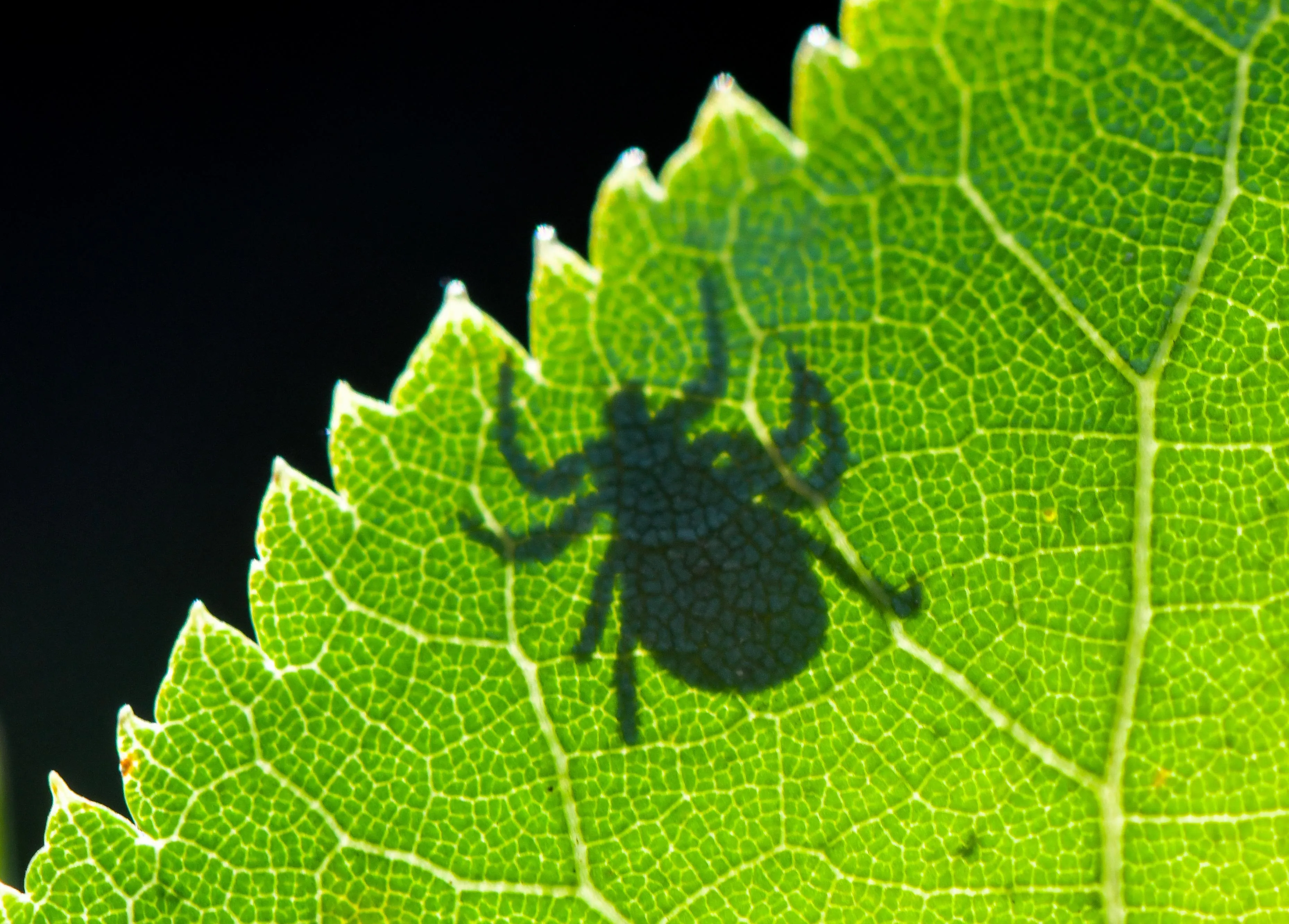 The ticks are winning 图片 1