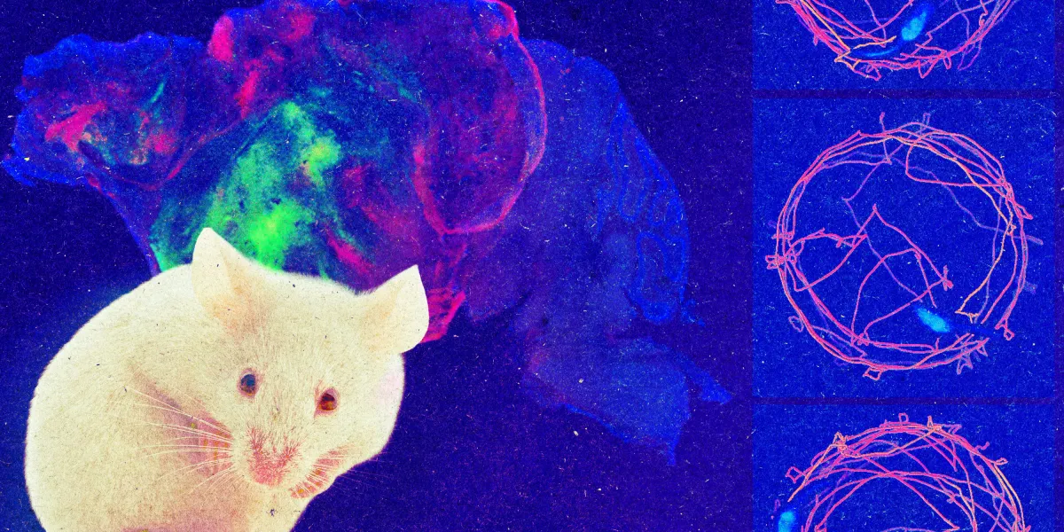 认识一只大脑皮层由人类细胞组成的小鼠 图片 1