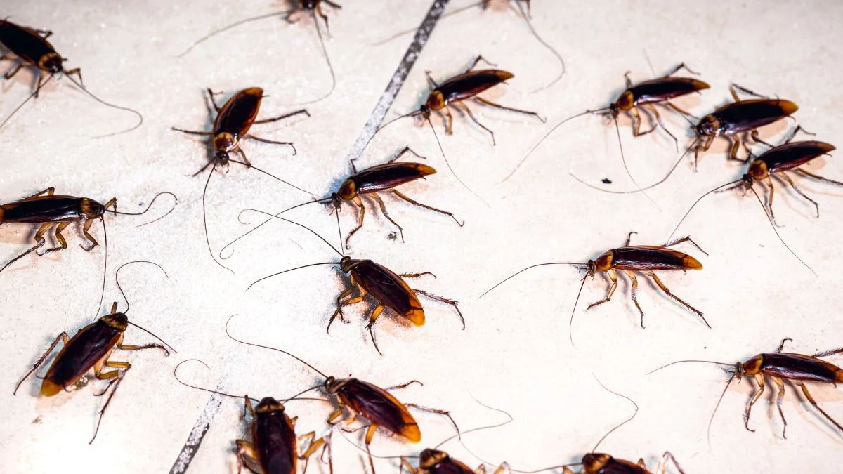 Cockroaches Have a 'Collective Memory' That Emerges From Their Social Networks 图片 1