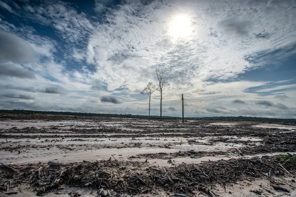 Sustainable Wood Is Failing to Slow Deforestation 图片 1
