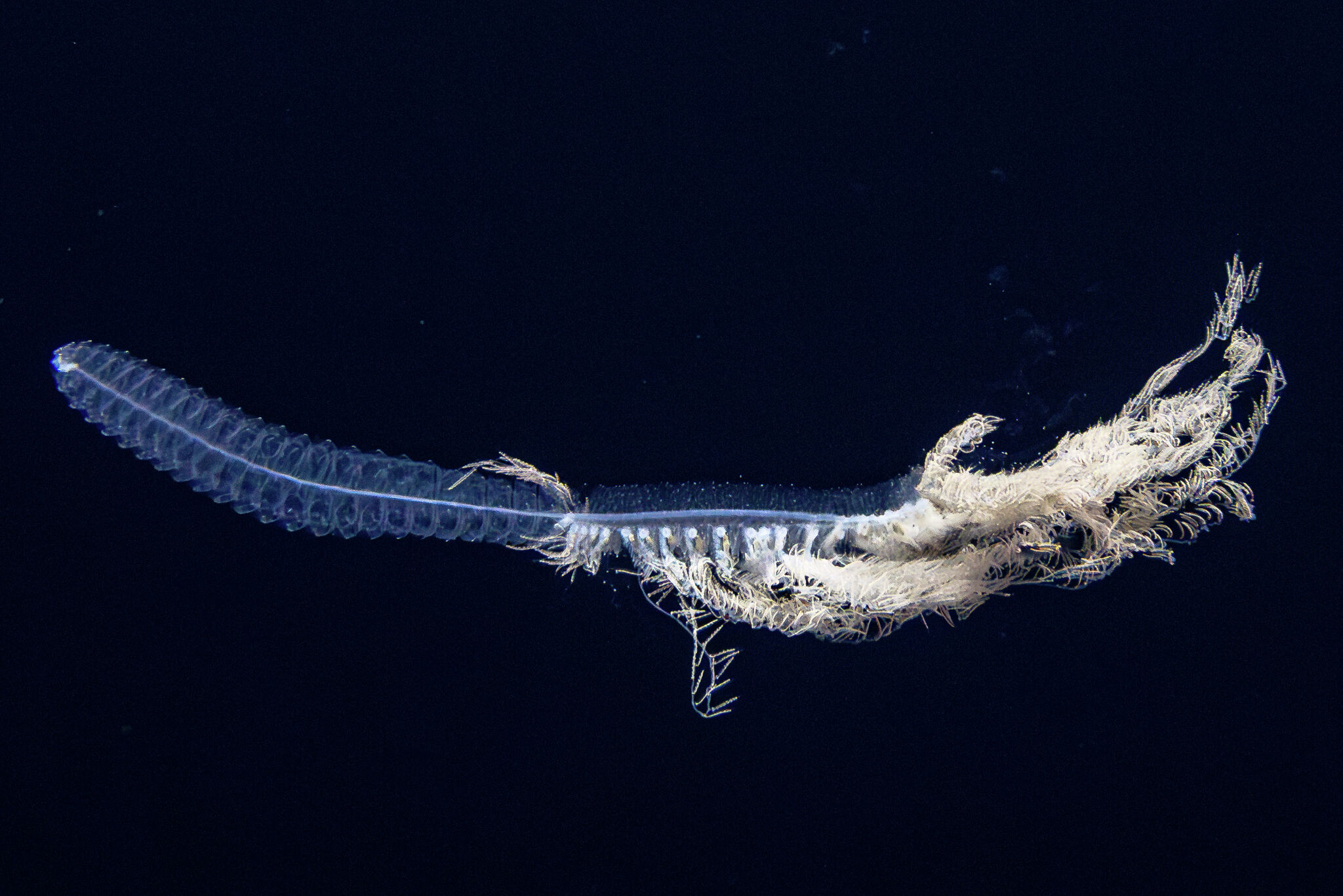 New species discovered on expedition to Channel Islands National Park 图片 1