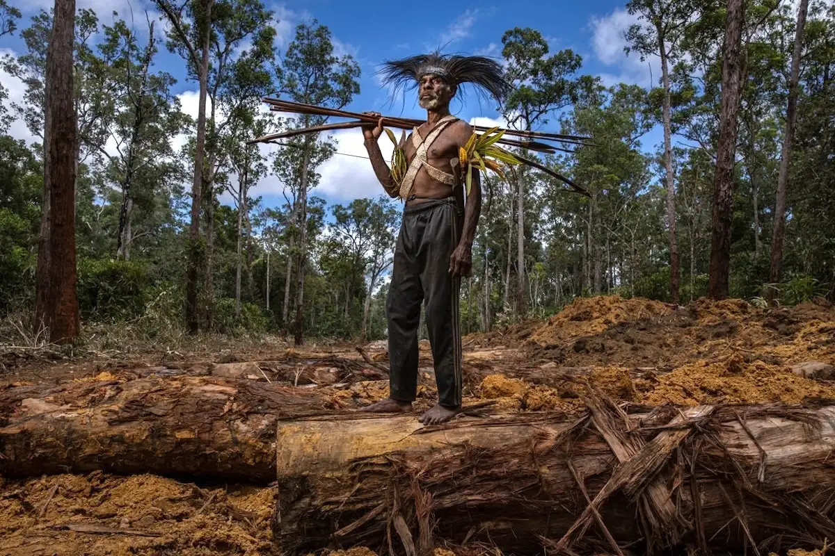 Indonesian Mega-Farm Drives Surge in Deforestation 图片 1