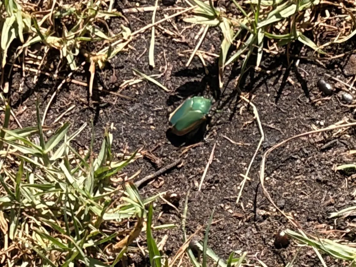 Look at this gigantic bug 图片 1
