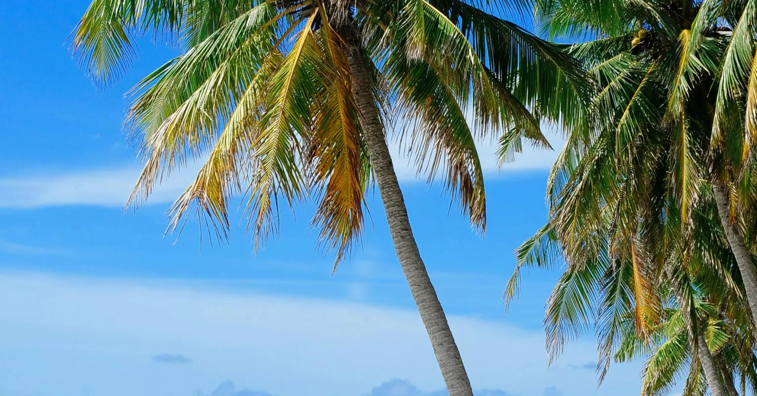 Falling Out of the Coconut Tree: What the Popular Kamala Harris Meme Means 图片 1