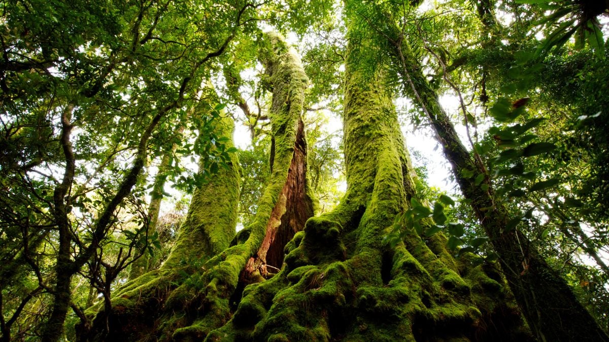 Moss Is Generating Electrical Waves That Look Startlingly Like a Neural Network 图片 1