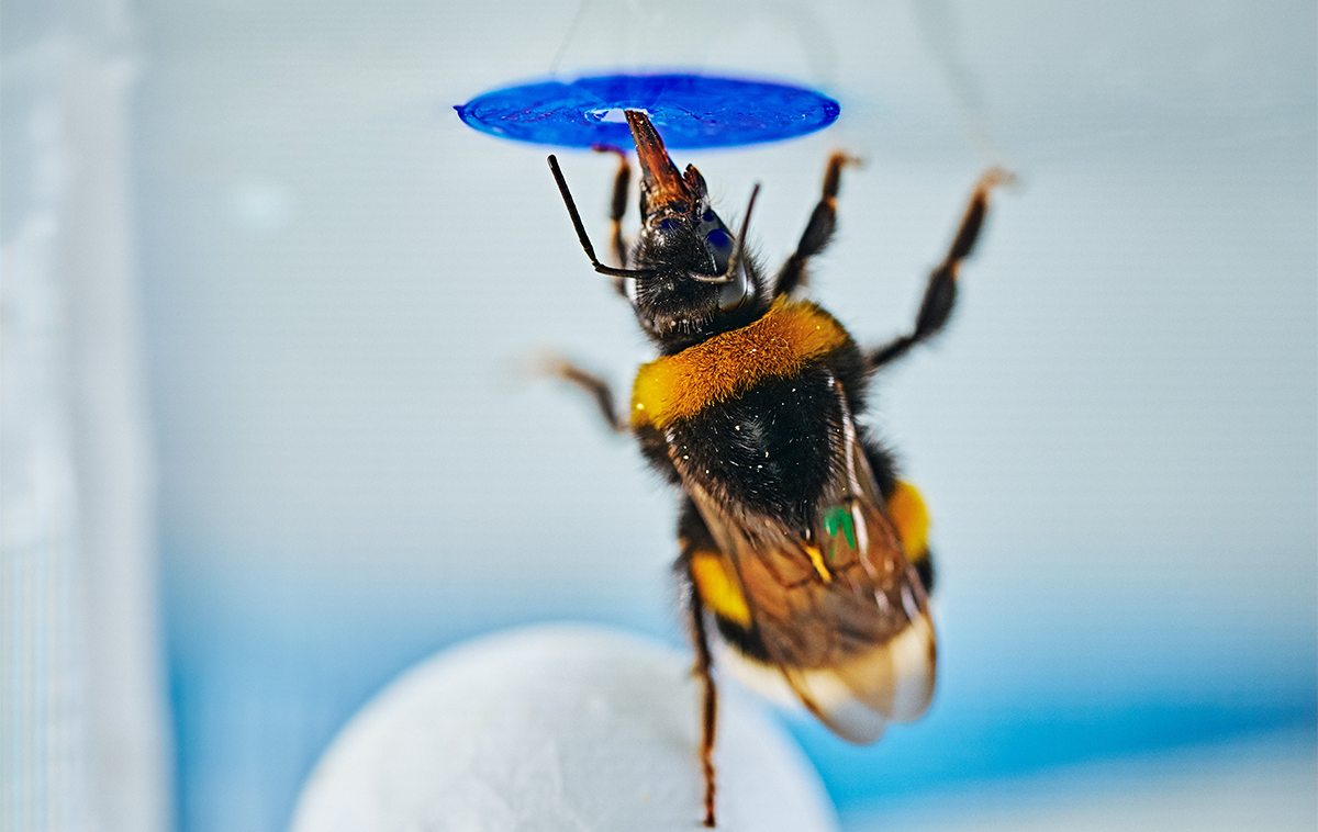 Bumblebees Have Chimp-Like Problem-Solving Abilities Despite Tiny Brains 图片 1
