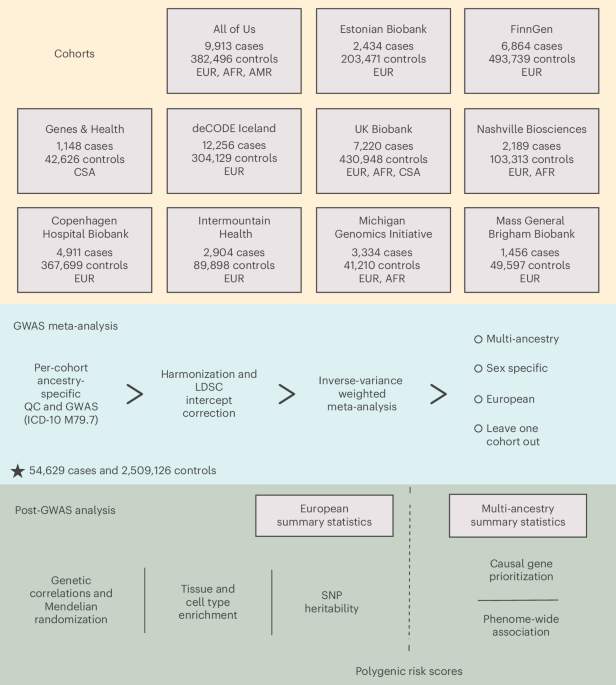 The genetic architecture of fibromyalgia across 2.5M individuals 图片 1