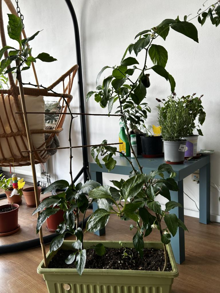 This plant is two years old 图片 1