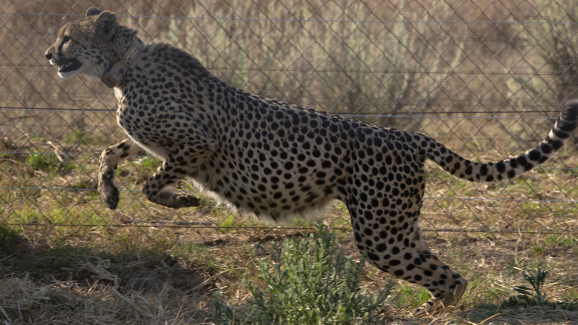 South Africa relocates six cheetahs to Zambia to restore species 图片 1