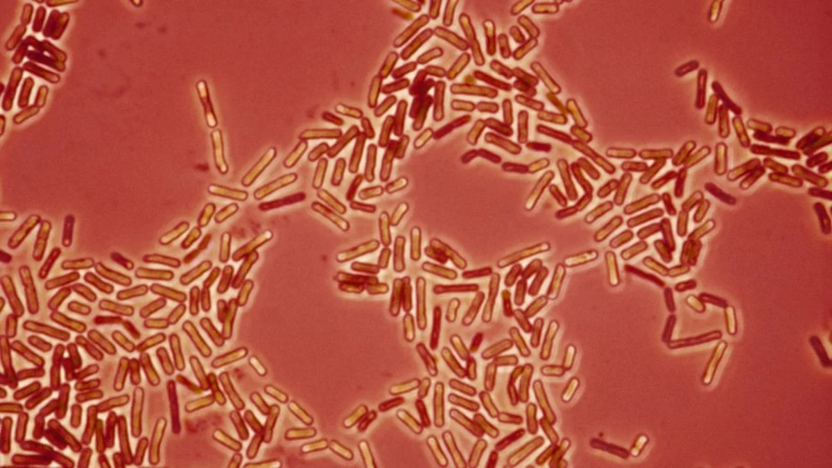 Drug-Resistant Bacteria May Be Jumping Between Pets And Humans, Scientists Warn 图片 1