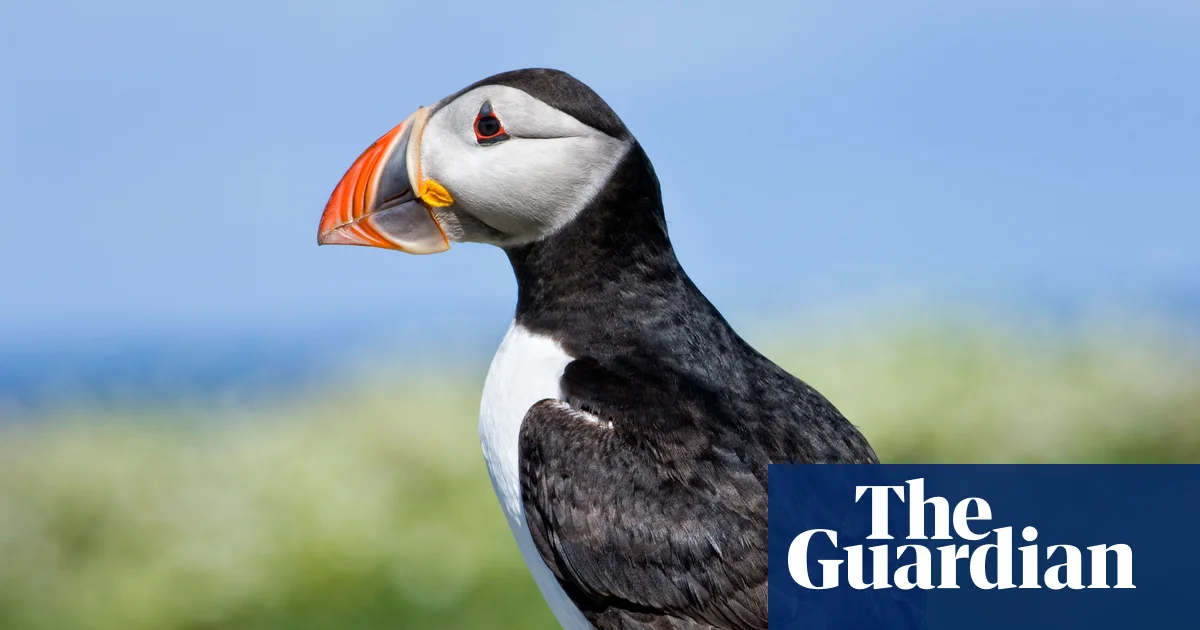 Shortlist of Animals for UK Banknotes 图片 1