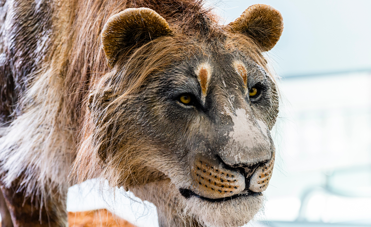Ancient DNA Illuminates the Uniqueness of the Extinct Cave Lion 图片 1