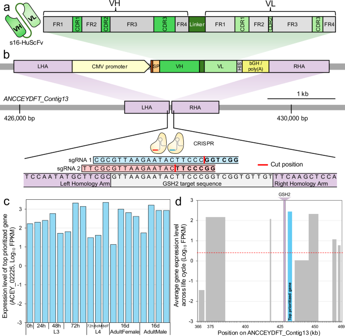 Transgenic hookworm secretes anti-tetrodotoxin human single chain antibody 图片 1