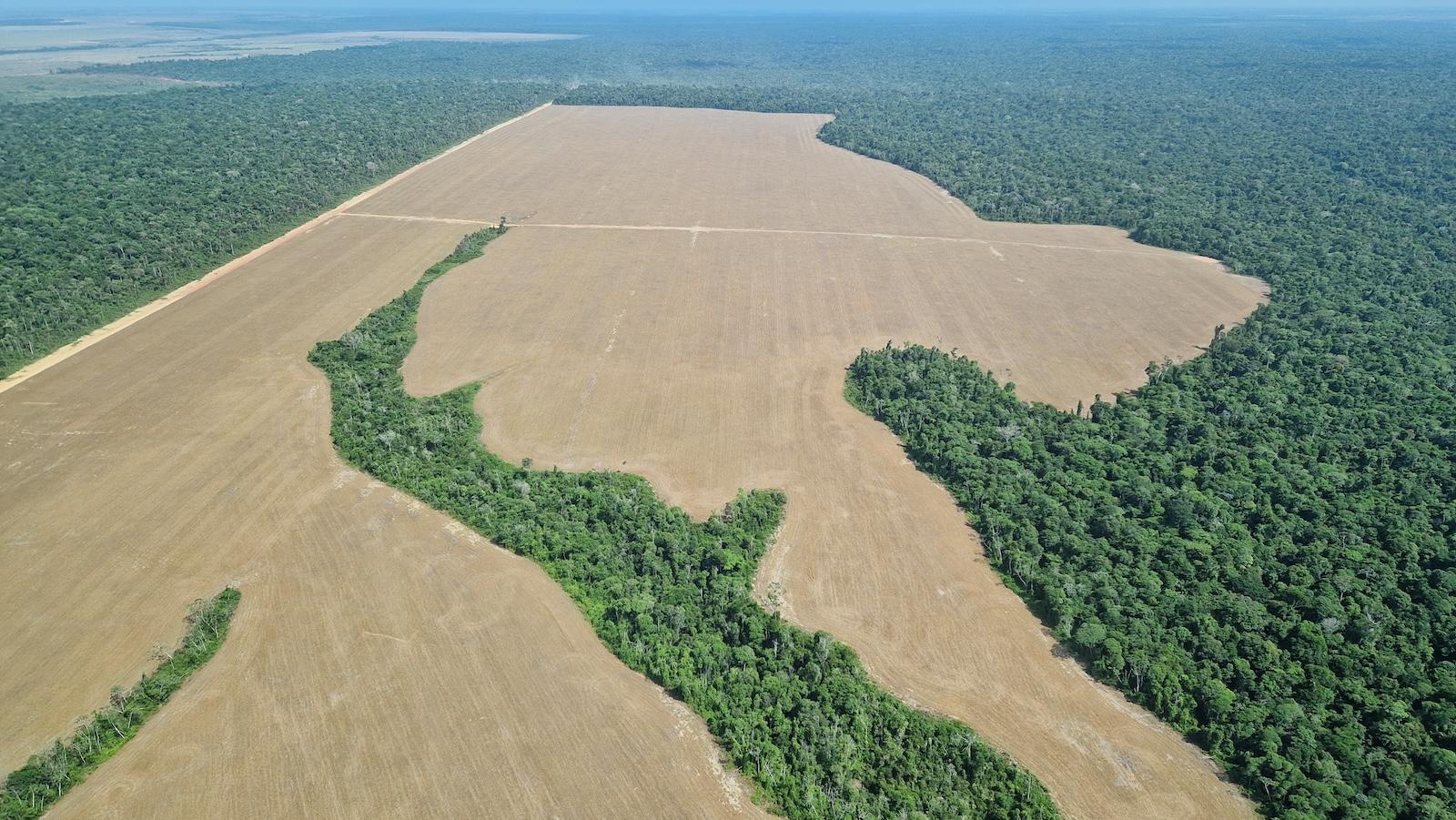 Without stronger government action, Brazil’s low deforestation in the Amazon is unlikely to last 图片 1