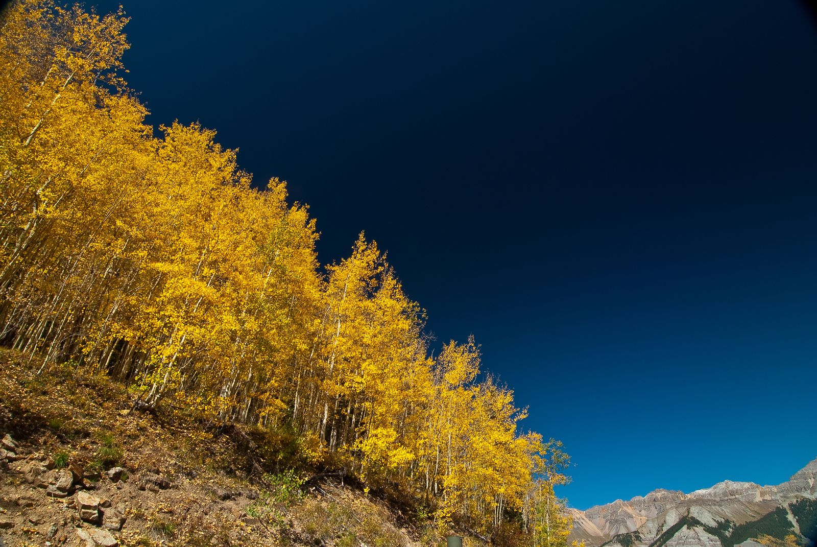 For as much as 14,000 years, the aspen clone called Pando has spread across 106 Utah acres as roughly 47,000 trunks, 13 million pounds of wood and roots, and one male organism still trying to repla... 图片 1