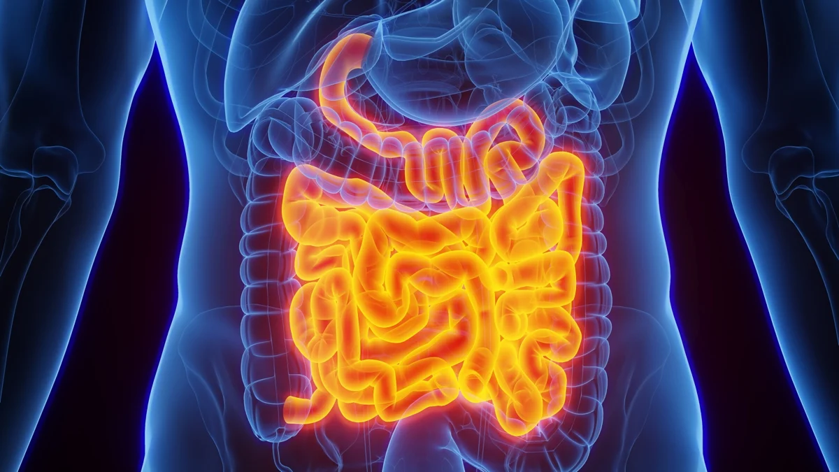Scientists Find Neurons in The Gut That Could Be Driving Constipation And Pain 图片 1