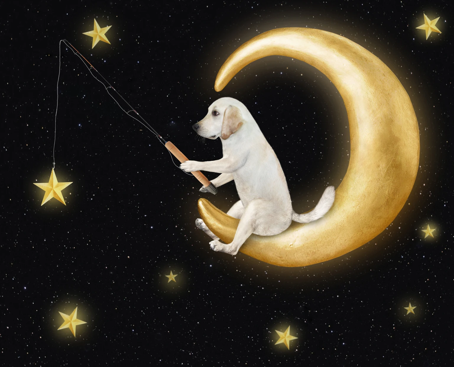 13 Lucky Dogs: June Graham Value All-Stars (GVAS) 图片 1