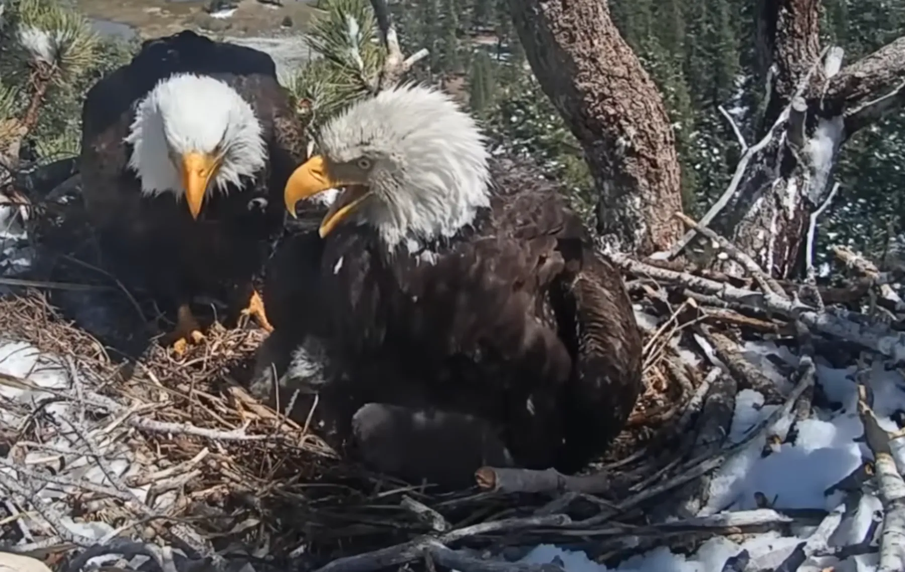 Bald eagles Jackie and Shadow raise $10 million to save habitat 图片 1
