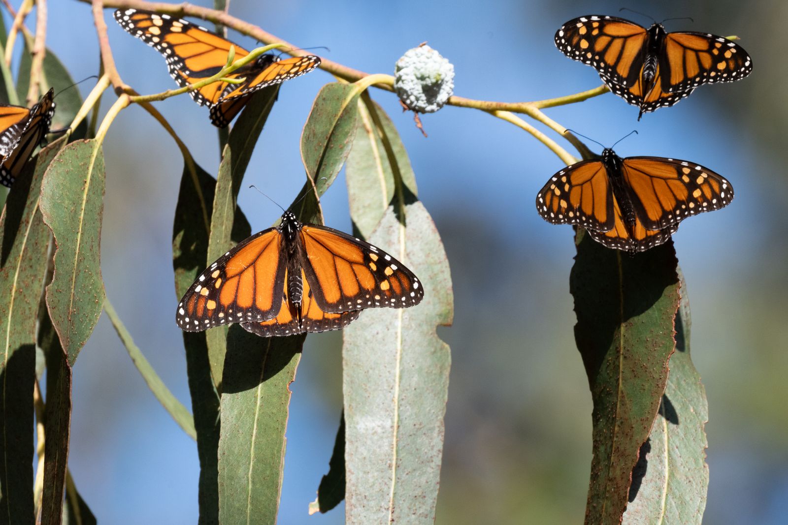 Butterflies are in decline across North America, a look at the Western Monarch 图片 1