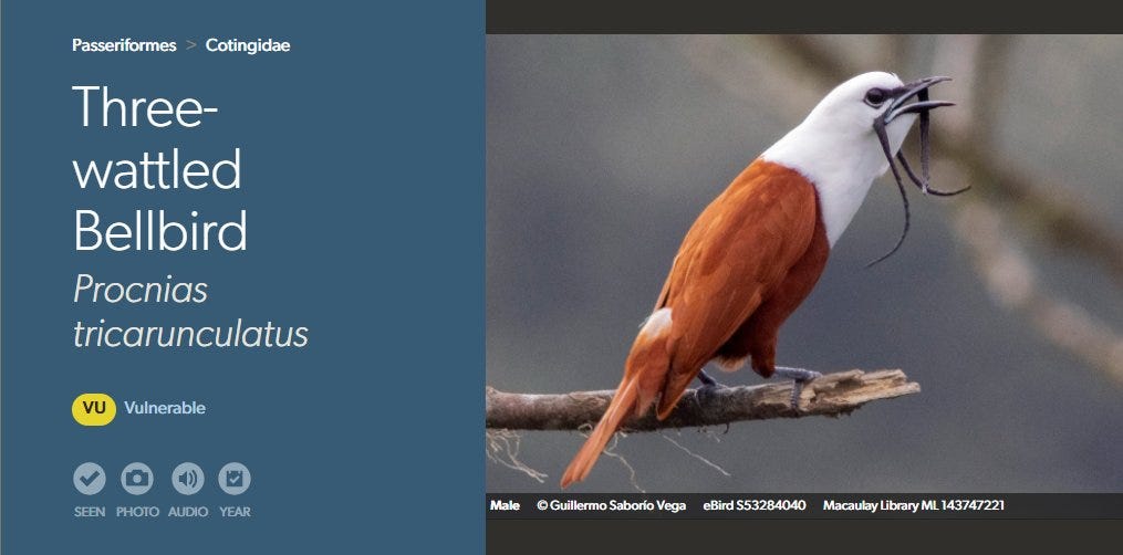 100 Greatest Bird Names of All Time 图片 1
