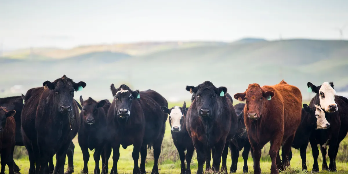 Why California's carbon manure math doesn't add up 图片 1