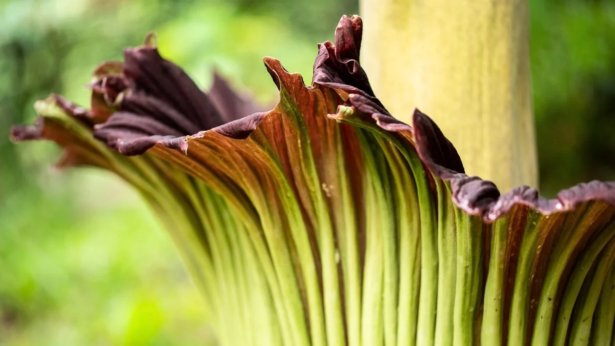 Scientists Studying Earth's Flowering Plants Issue a Stark Warning to Humanity 图片 1