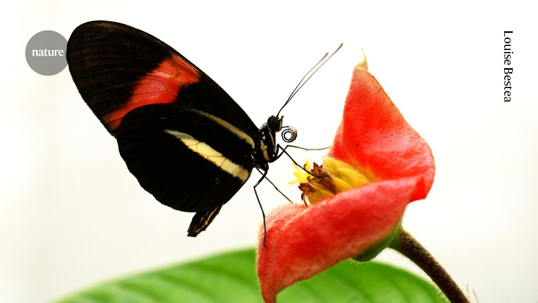 A long-lived butterfly’s secret to graceful ageing 图片 1