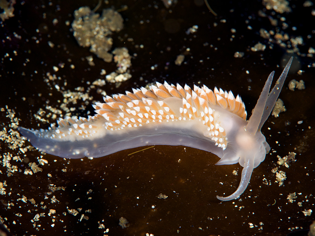 Coryphella 图片 1