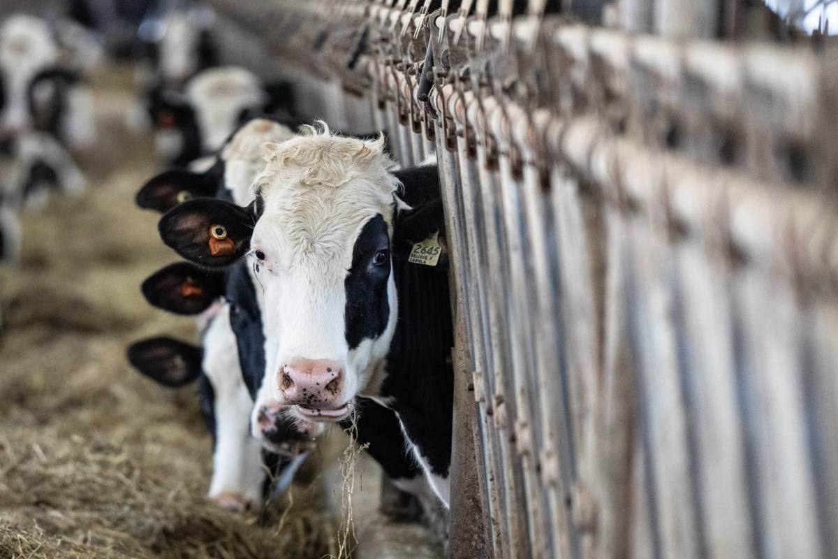 Supply management costs Canadians average of $244 per year, MEI study finds 图片 1