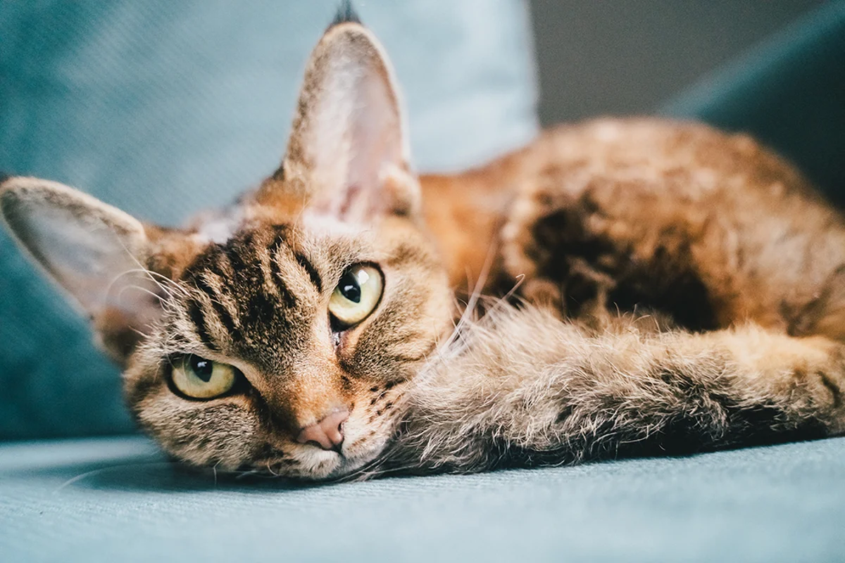 Science confirms: Cats help you only when there's something in it for them 图片 1
