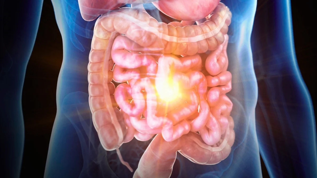 Inflammatory Bowel Disease Has Been Recreated on a Chip, And Scientists Could Finally Figure Out Its Cause 图片 1