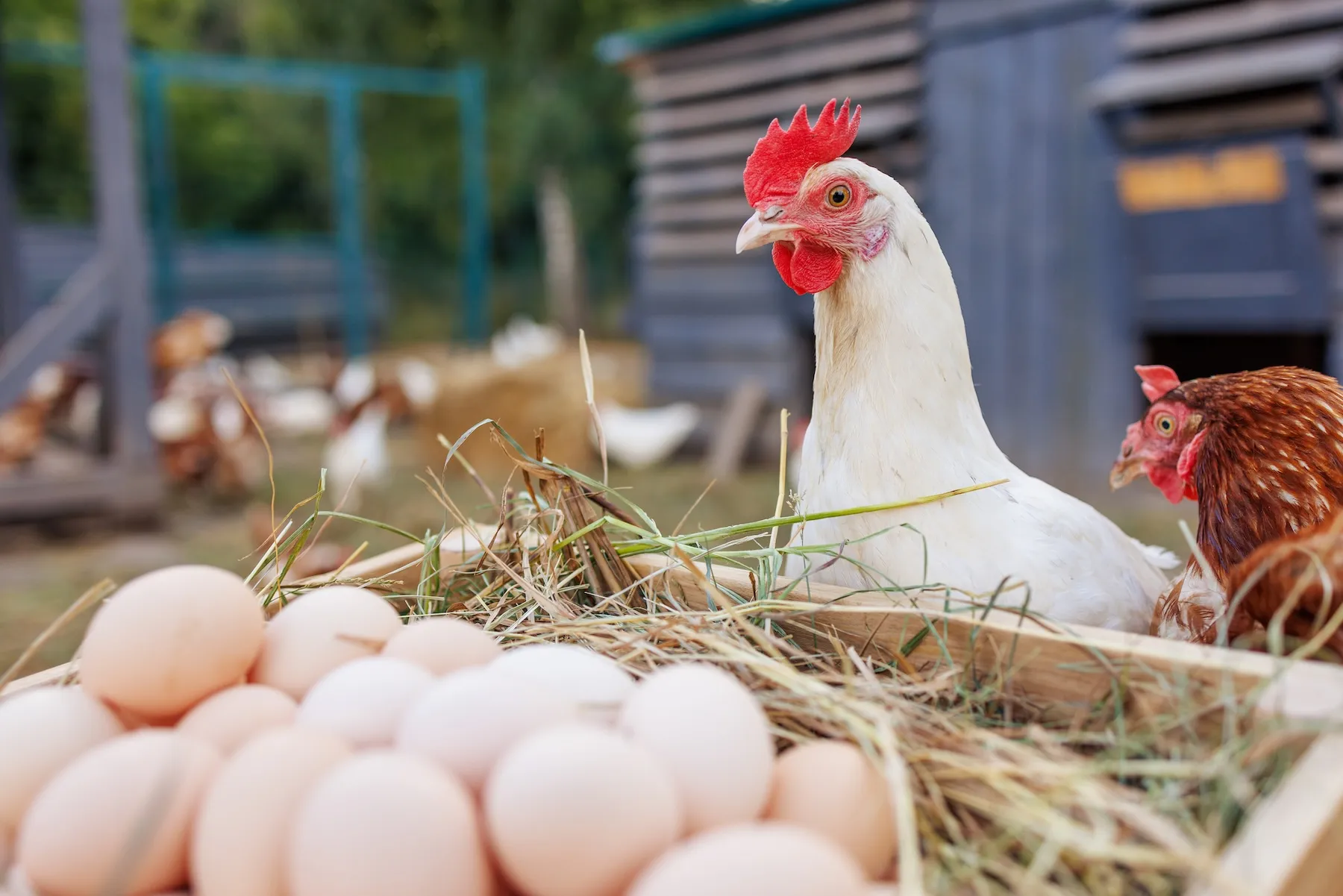 How to get started raising backyard chickens 图片 1