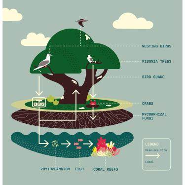 Symbiotic fungi underlie the regeneration potential of island rainforests 图片 1