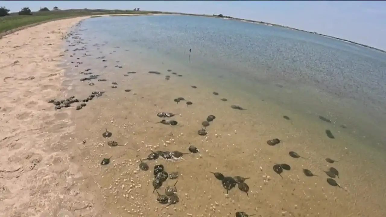 The lifesaving secret hidden inside a horseshoe crab's blue blood 图片 1