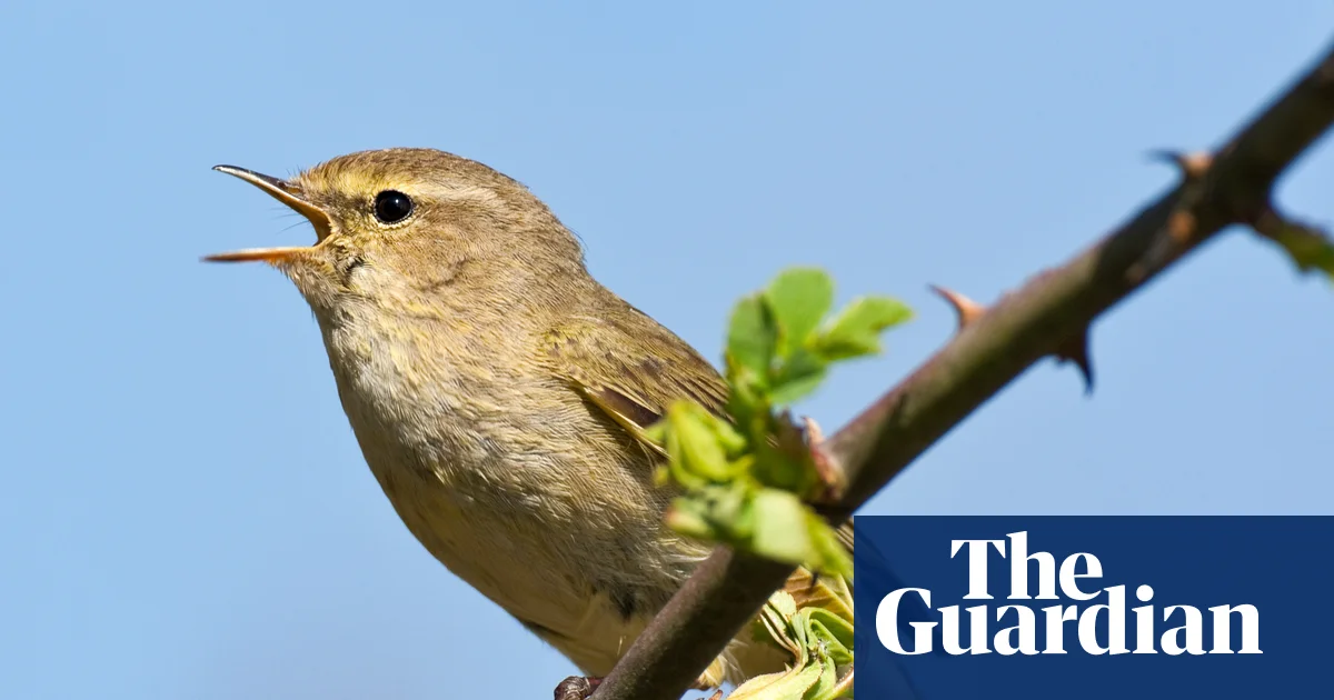 Birdsong data from Merlin ID app to help global biodiversity project 图片 1